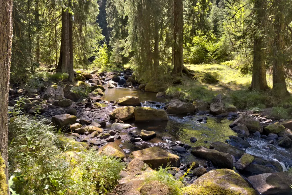 Das Schwarzwasser