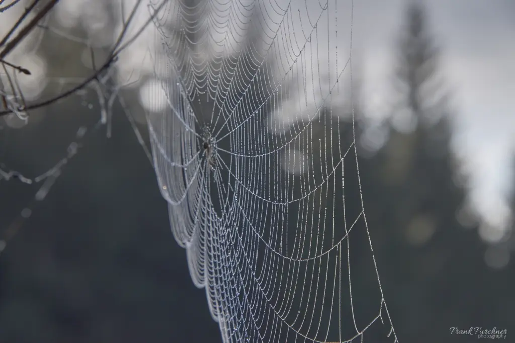 Ein Spinnennetz im Nebel- Foto Frank Furchner